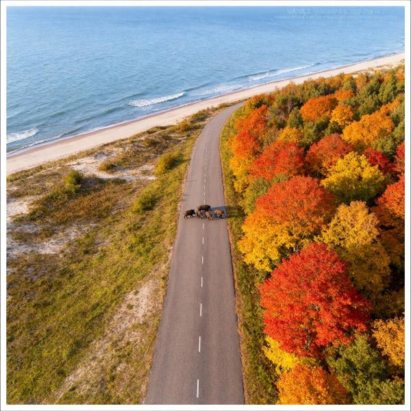 Лучшие фото Куршской косы: Калининградская область в кадре