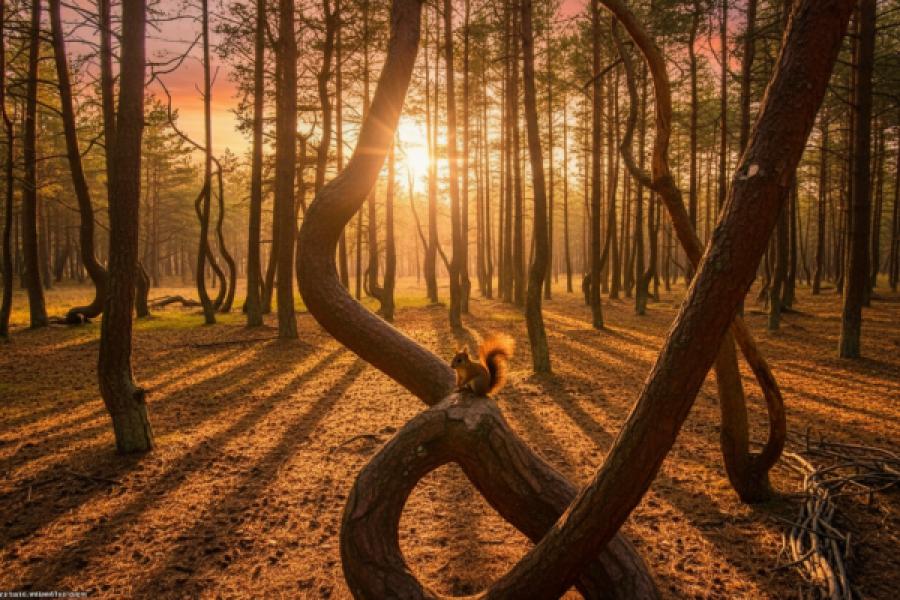 Лучшие фото Куршской косы: Калининградская область в кадре