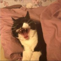 Артем Сошнин