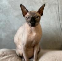 Марина Мырза