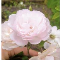 Анна Мухина